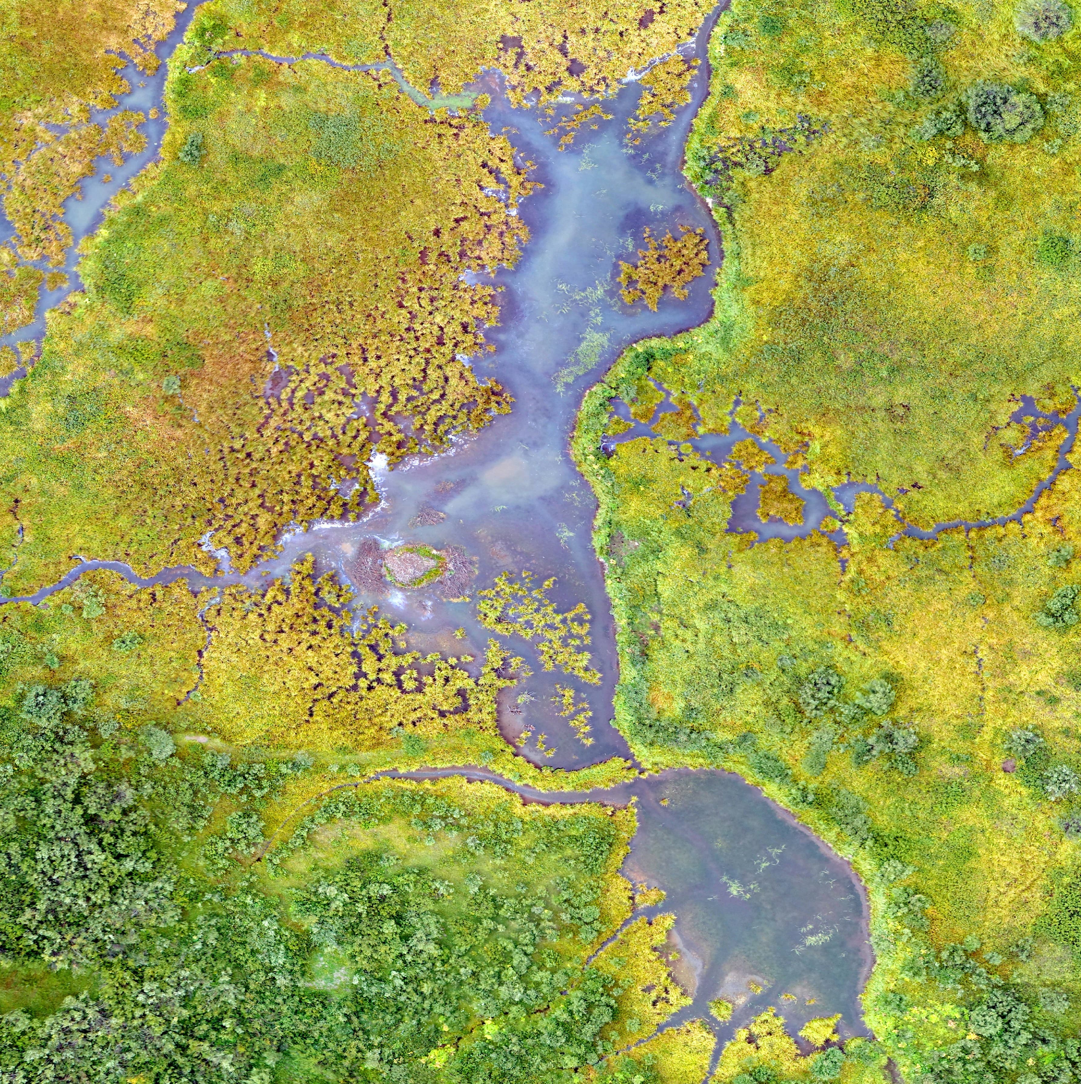 Wetland background